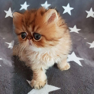Bentley als Kitten
