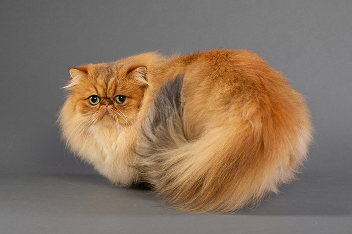 Portrait Bentley